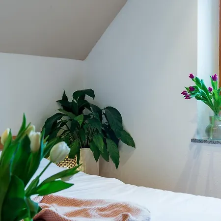 Daire Vineyard Klemencic