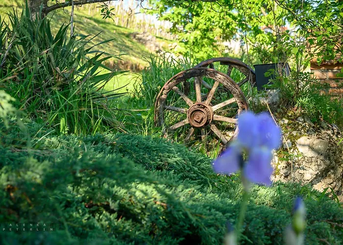 Vineyard Klemencic *